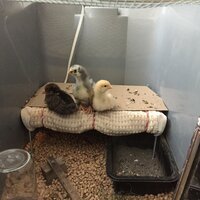 brooder1c5-24.jpg