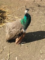 IMG_0033.JPG