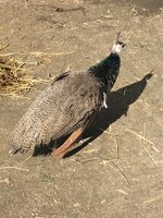 IMG_0029.JPG