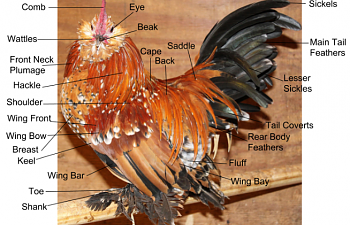 The Anatomy and Physiology of the Chicken
