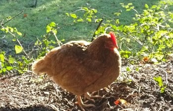10 Breeds of Chicken That Will Lay Lots of Eggs for You!!!