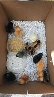 chicks4.jpg