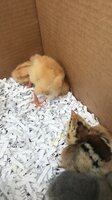 chicks3.jpg