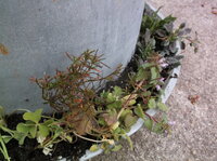 DSCF5952.JPG