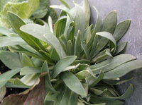 DSCF5950.JPG