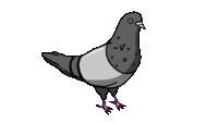 1411646466Pigeon3.gif