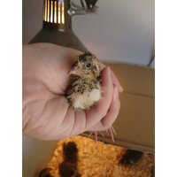 Chick 2.jpg Chick 2.jpg