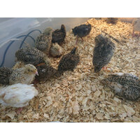 Chicks that seem fine.jpg Chicks that seem fine.jpg