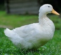 White-Layer-Ducks.jpg