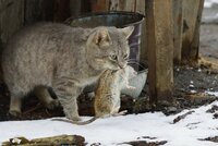180928-catwithrat-full.jpg