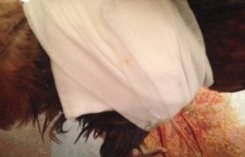 Duchess gauze wrap.jpg Duchess gauze wrap.jpg