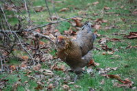 DSC_7990.JPG DSC_7990.JPG