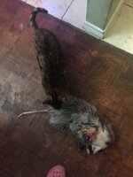 catkillpossem.jpg