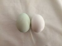 egg color.jpg