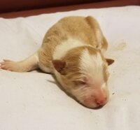 Newborn..jpg