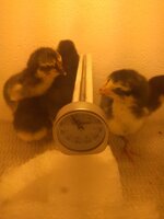 Chicks.jpg