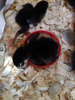 Chicks - 2.jpg