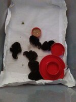 Chicks - 3.jpg