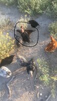 thumbnail_IMG_0160.jpg thumbnail_IMG_0160.jpg
