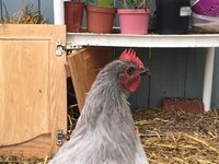 hens4.jpg