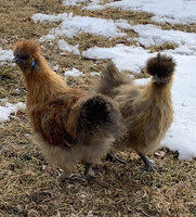 chickgroup2.jpg