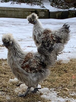 chick group1.jpg