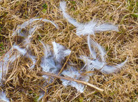 hawk attack 1 (3 of 1).jpg