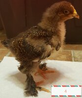 chick4.jpeg