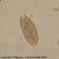 xcapillaria-egg-bird-feces.jpg.pagespeed.ic.xd70y17hTh.jpg