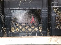 dowdlefamilyfarms Australorp Cock and Hen - 7.jpg