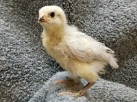 G184 20190223 Lavender Fibromelanistic Easter Egger.jpg