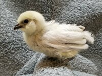 G188 20190223 Lavender Fibromelanistic Easter Egger.jpg