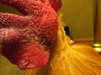 IMG_4939.JPG