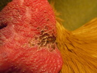 IMG_4947.JPG