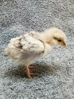G176 20190131 - Lavender Marans 02 Barred a.jpg G176 20190131 - Lavender Marans 02 Barred a.jpg