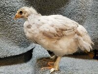 G176 20190223 - Splash Marans 02.jpg G176 20190223 - Splash Marans 02.jpg