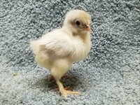 G178 20190118 - FL Lavender Marans 01a.jpg G178 20190118 - FL Lavender Marans 01a.jpg