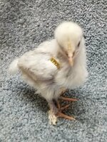 G178 20190131 - Lavender Marans 01b.jpg G178 20190131 - Lavender Marans 01b.jpg