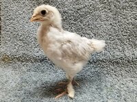 G178 20190208 - FL Lavender Marans 01.jpg G178 20190208 - FL Lavender Marans 01.jpg