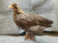 G173 20190223 - Cuckoo Marans.jpg G173 20190223 - Cuckoo Marans.jpg