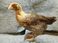 G172 20190223 - Golden Cuckoo Marans 03.jpg G172 20190223 - Golden Cuckoo Marans 03.jpg