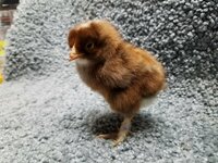 G174 20190116 Golden Cuckoo Marans 02.jpg G174 20190116 Golden Cuckoo Marans 02.jpg