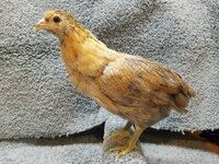 G179 20190223 - Easter Egger 01.jpg G179 20190223 - Easter Egger 01.jpg
