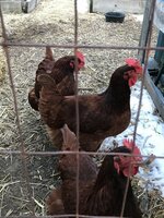 IMG_1579.JPG