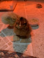 BE8438F5-C272-401B-AECB-6377440236E8.jpeg