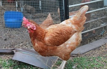 Gardening with Chickens