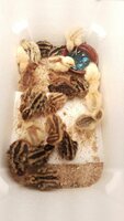 20190228_quail-22chicks.jpg