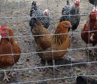 chickens behind fence.jpg