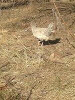 IMG_8887.JPG