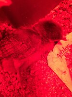 IMG_1100.JPG IMG_1100.JPG